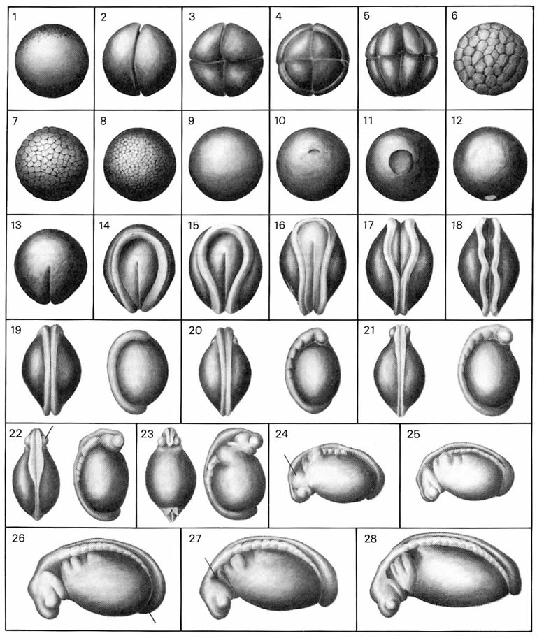 Duck+Embryo+Stages Pin Duck Egg Stages Of Development on Pinterest