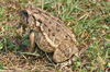 picture of fowler's toad
