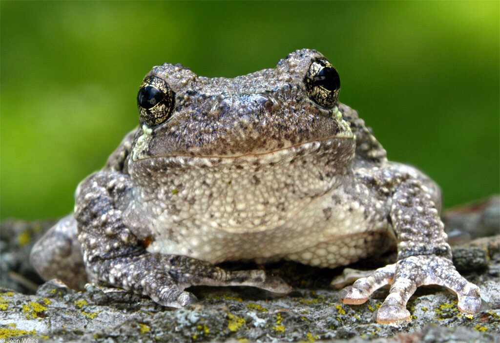 What do gray tree frogs eat?