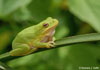 Green Treefrog image