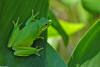 Green Treefrog image