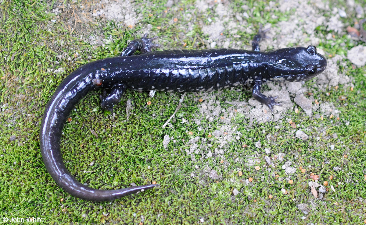 Slimy Slimy
