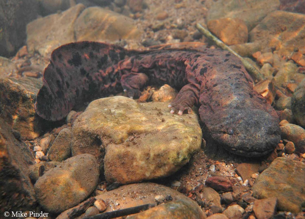 eastern hellbender salamander