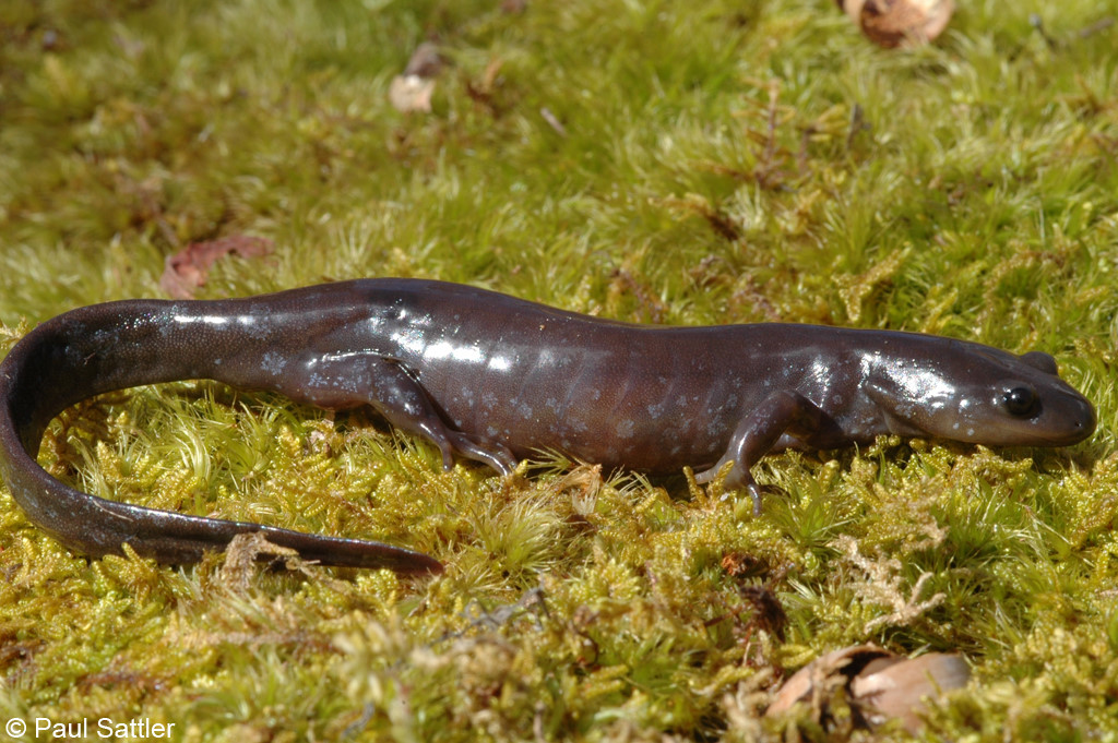 salamanders in indiana