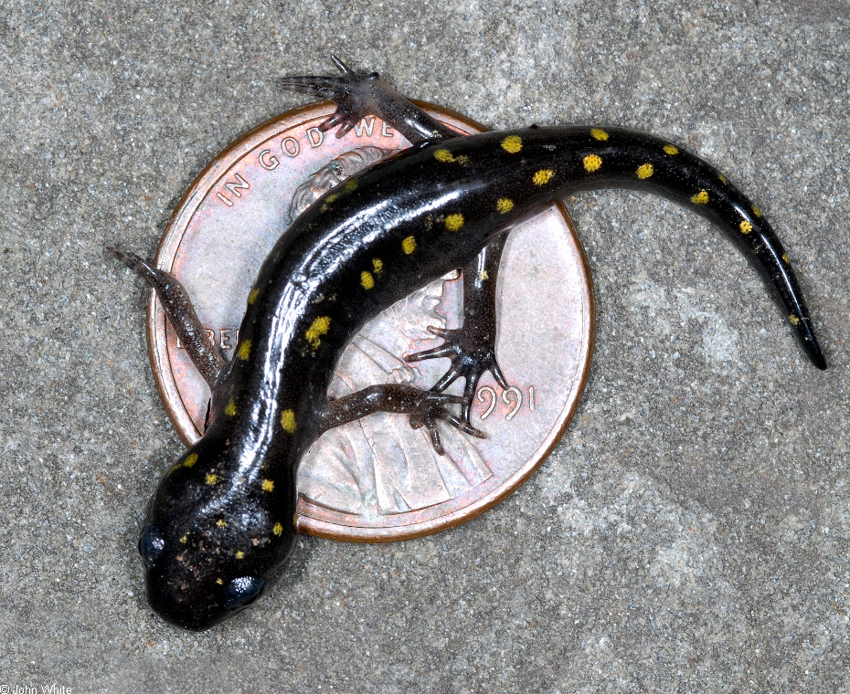 Spotted%20Salamander%20(Ambystoma%20maculatum)%20Metamorph%20Arlington%20.jpg