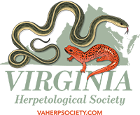 vhs logo image