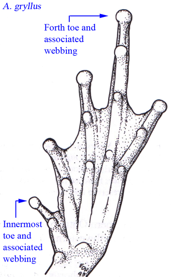 Southern Cricket Frog foot graphic