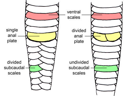 Anal Plate 52