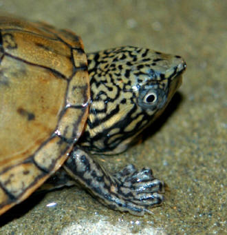 turtle  identification