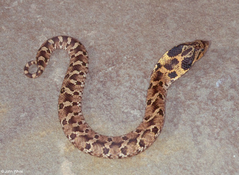 Hognose snakes: Here's what they look and act like, and it's funny