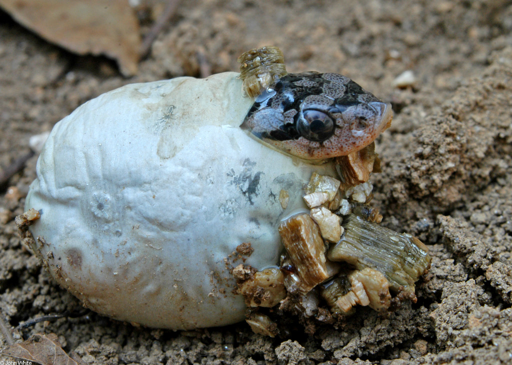 Hognose snake playing dead! Did you know not only will these