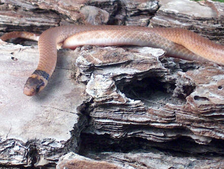 Southeastern Crowned Snake