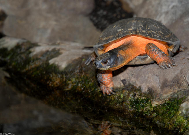 Wood Turtle