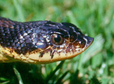 virginia snakes