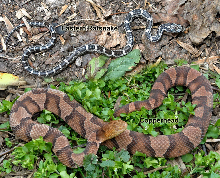 pictures of baby copperhead snakes