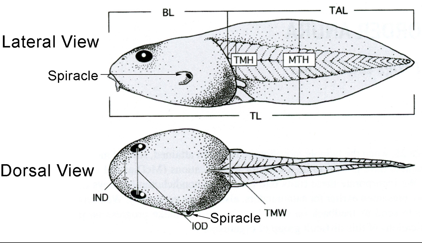 tadpole body
