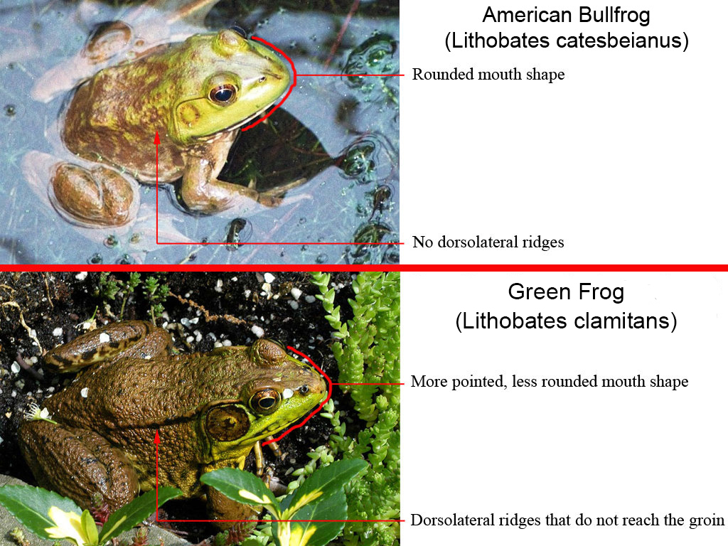 American Bullfrog Wikipedia