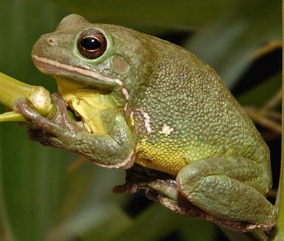 Barking Treefrog