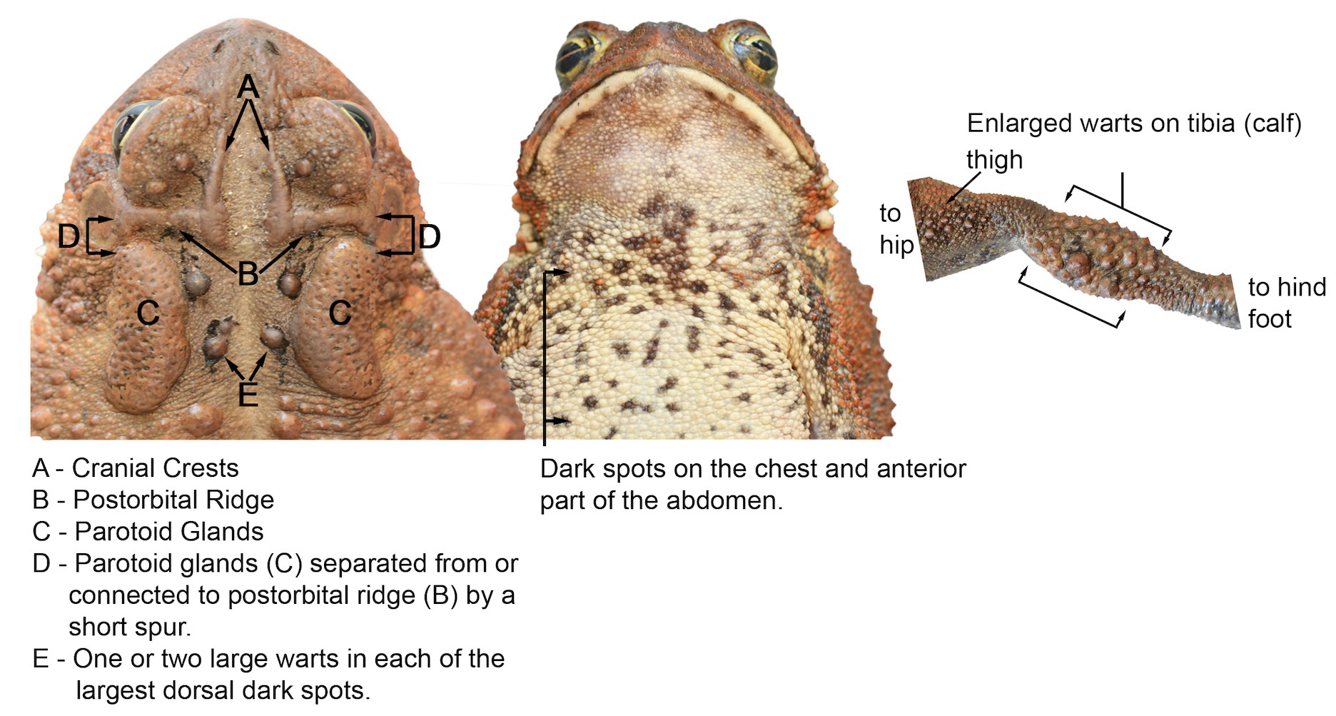 American Toad Graphic