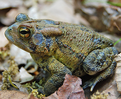 Eastern American Toad