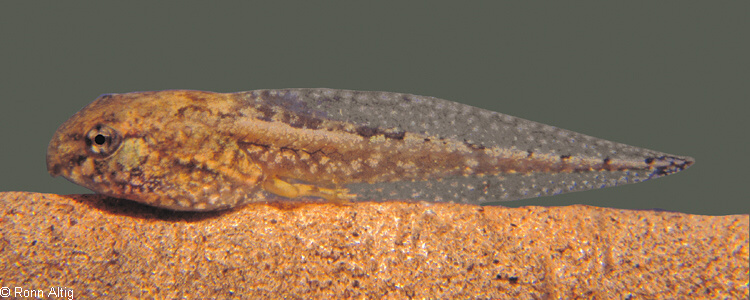 Acris tadpole