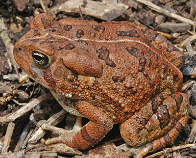 Fowler's Toad