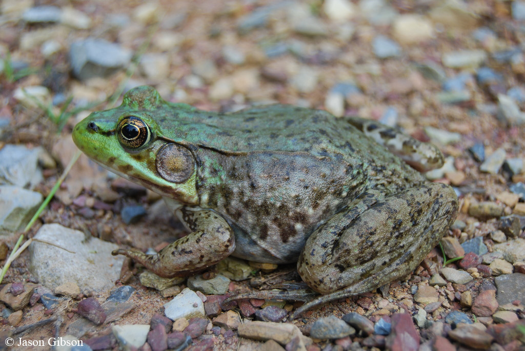 https://www.virginiaherpetologicalsociety.com/amphibians/frogsandtoads/green-frog/GreenFrog-PulaskiCo-JasonGibson1024.jpg