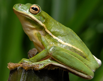 Green Treefrog