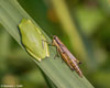 Green Treefrog image