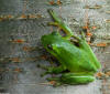 Green Treefrog image