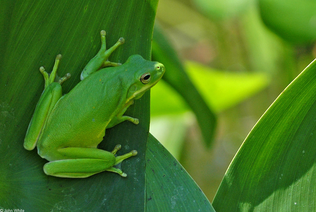 Green Treefrog