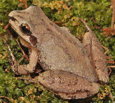 Mountain Chorus Frog