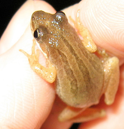 New Jersey Chorus Frog