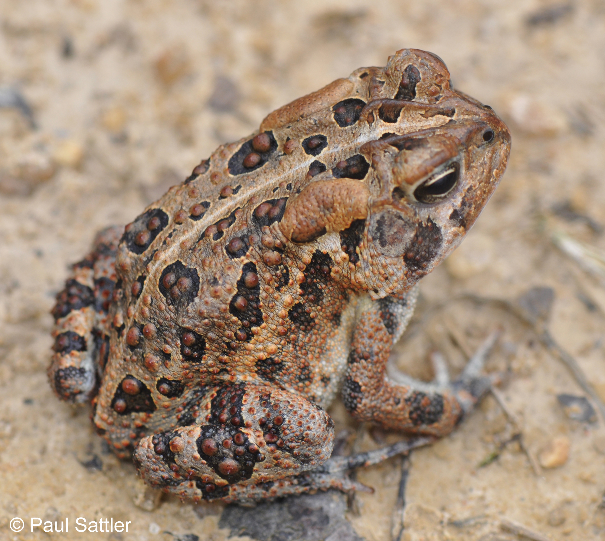 What is a Southern Toad? Unveiling Nature's Hidden Gem