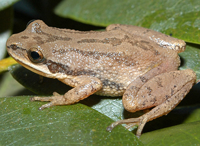 Frog Species Chart