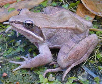 Wood Frog