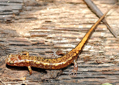 Alleghany Mountain Dusky Salamander