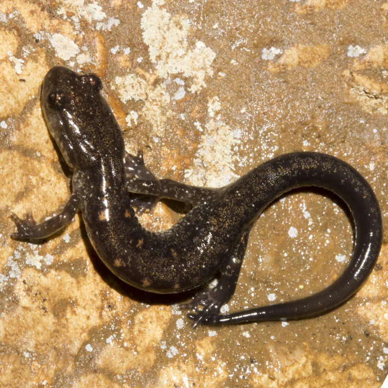 Blacksburg Salamander