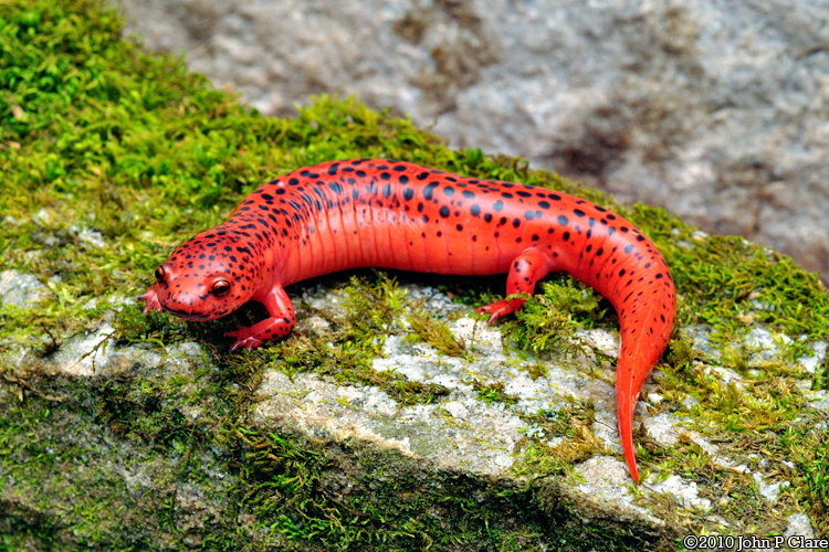 Blue Ridge Red Salamander