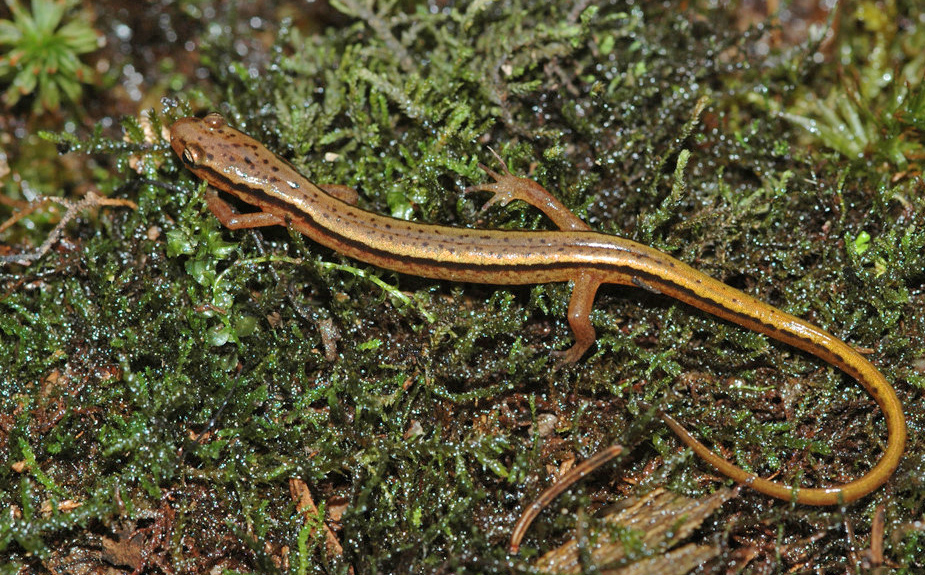 salamanders of virginia salamanda lizard