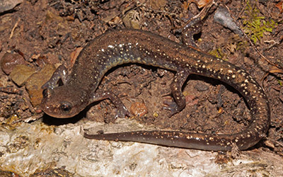 Dixie Caverns Salamander