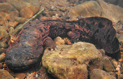 Eastern Hellbender