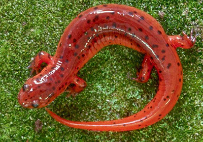 Eastern Mud Salamander