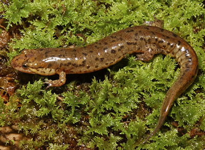 Flat-headed Salamander
