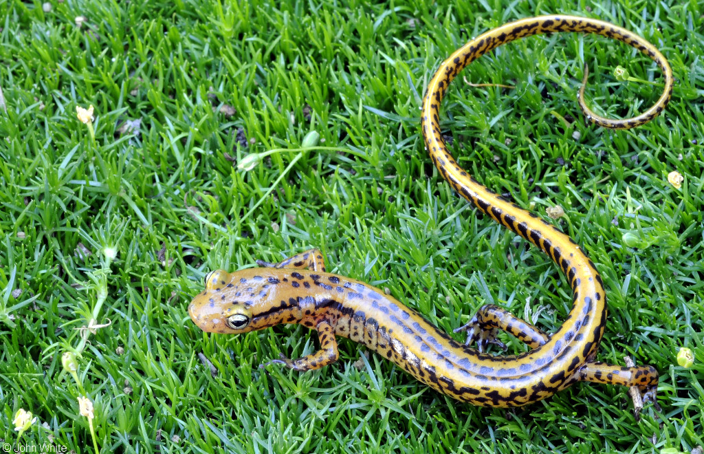 long tailed salamander diet