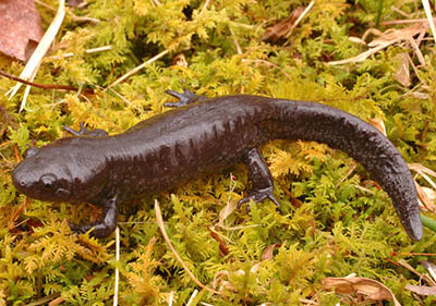 Mole Salamander