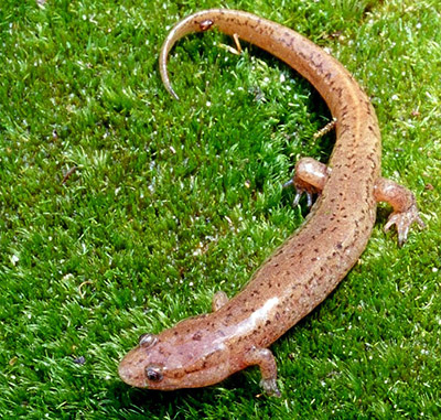 Northern Dusky Salamander