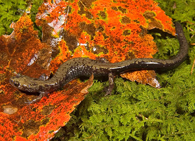 Peaks of Otter Salamander