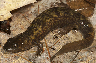 Shovel-nosed Salamander