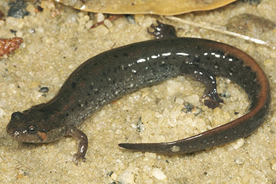 Southern Dusky Salamander